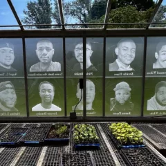 The inside of a greenhouse shows seeds being started in flats on a flat table-like structure. Windows of the greenhouse are adorned with black and white photographic images of men, women, children who are victims of homicide in the city.