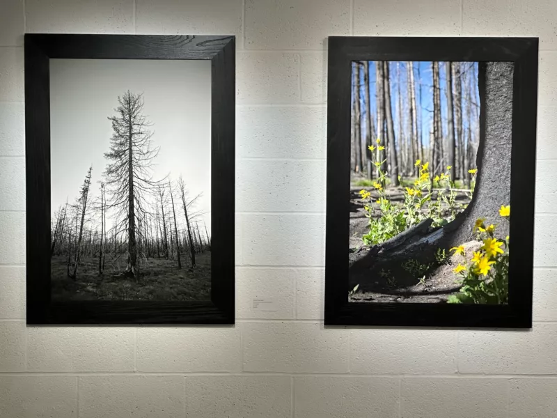 Two large color photographs in a diptych depict trees, the left photo shows a grove of trees that are dead and the right photo shows blooming yellow flowers at the base of the trees: new growth.