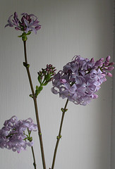 lilac blooms, Sept. 24, 2006