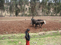 Oxen farming in the Sacred Valley
