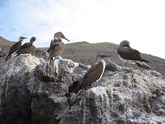 blue-footed boobies