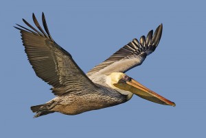 Brown pelican natures pics