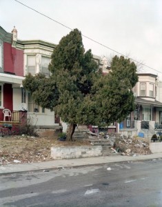 Daniel Traub, Tree, North West Philadelphia 2008, 2008, archival inkjet print, 20 x 24 inches