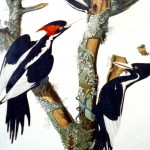 Ivory billed Woodpecker 141