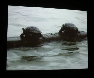 a sample cell phone commuter image from Diedra Krieger