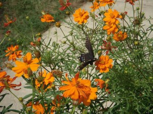 butterflyweb butterflyweb