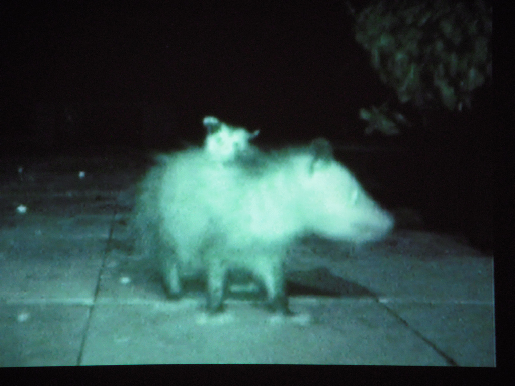 Cecelia Post, infrared video of mother possum with baby on its back foraging at night for food.