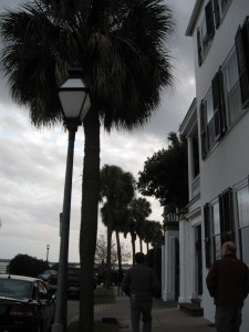 A Charleston street lined with palmettos.
