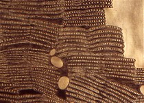 coopermusclebuildingdetail