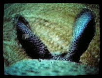 eastersonanimalvegetablevideo