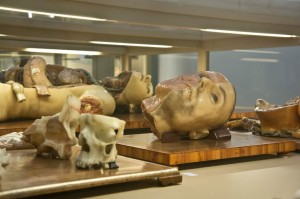 Cattaneo Wax Anatomy Museum in Bologna