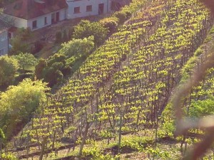 Vineyard on the slopes of Turmberg in the Durlach section of Karlsruhe.