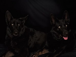 micheleabelesBlackDogs