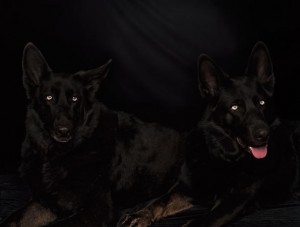 micheleabelesBlackDogs micheleabelesBlackDogs