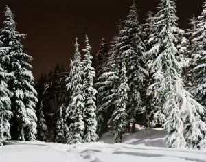 micheleabelesForest micheleabelesForest