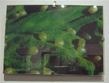 First Friday grand tour 9 mozenfruit1