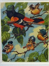 oatmanfamiliarsongbirds3