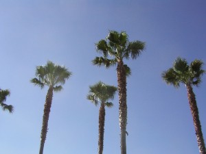 palms touch the sky