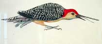 prosekwoodpecker