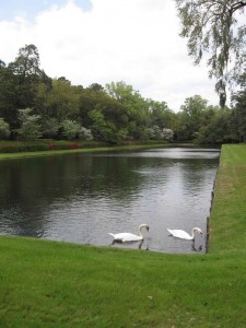 reflectingpoolswans