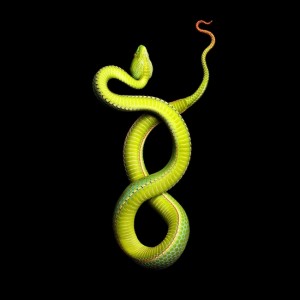 "Vogel's Pit Viper," Mark Laita