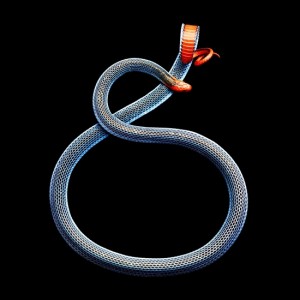 "Malaysian Coral Snake," Mark Laita