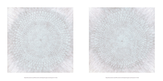  Chrysanthemum (versions (1, a) and (1, b)) Astrid Bowlby, 2013. Watercolor and colored pencil on paper mounted to panel.