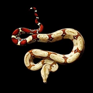 "Red Tail Boaconstrictor," Mark Laita