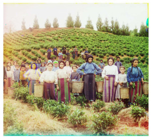 Sergei Mikhailovich Prokudin-Gorskii ‘Group of Workers harvesting tea near Chakva, between 1905-1915.