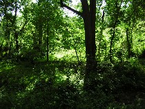 schuylkillvalleywoods