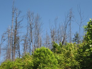 The fire may have destroyed the canopy, but nature is coming back in force.