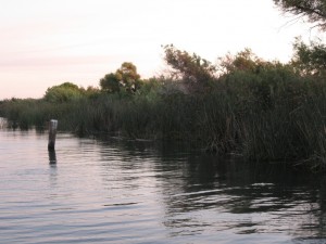 Tules along a delta waterway