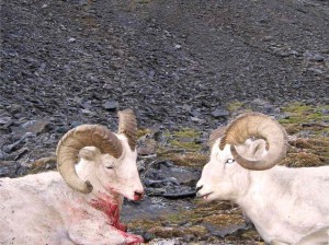 untitled.double.ram untitled.double.ram