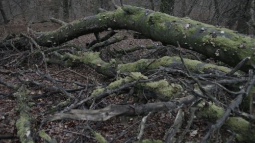 williedohertysecretion