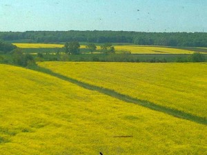 Fields of yellow flowers dot the landscape between Karlsruhe and Paris. The flowers are from Rapeseed plants used in making canola oil.